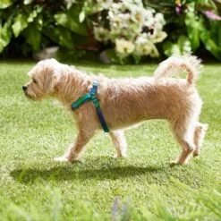 Frisco Green Ombre Style Dog Harness -PetSafe Kong Shop 324531 PT4. AC SS1800 V1642519509