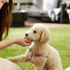 Frisco Pink Ombre Style Dog Harness 9 Frisco Pink Ombre Style Dog Harness -PetSafe Kong Shop 324537 PT4. AC SS1800 V1642518514