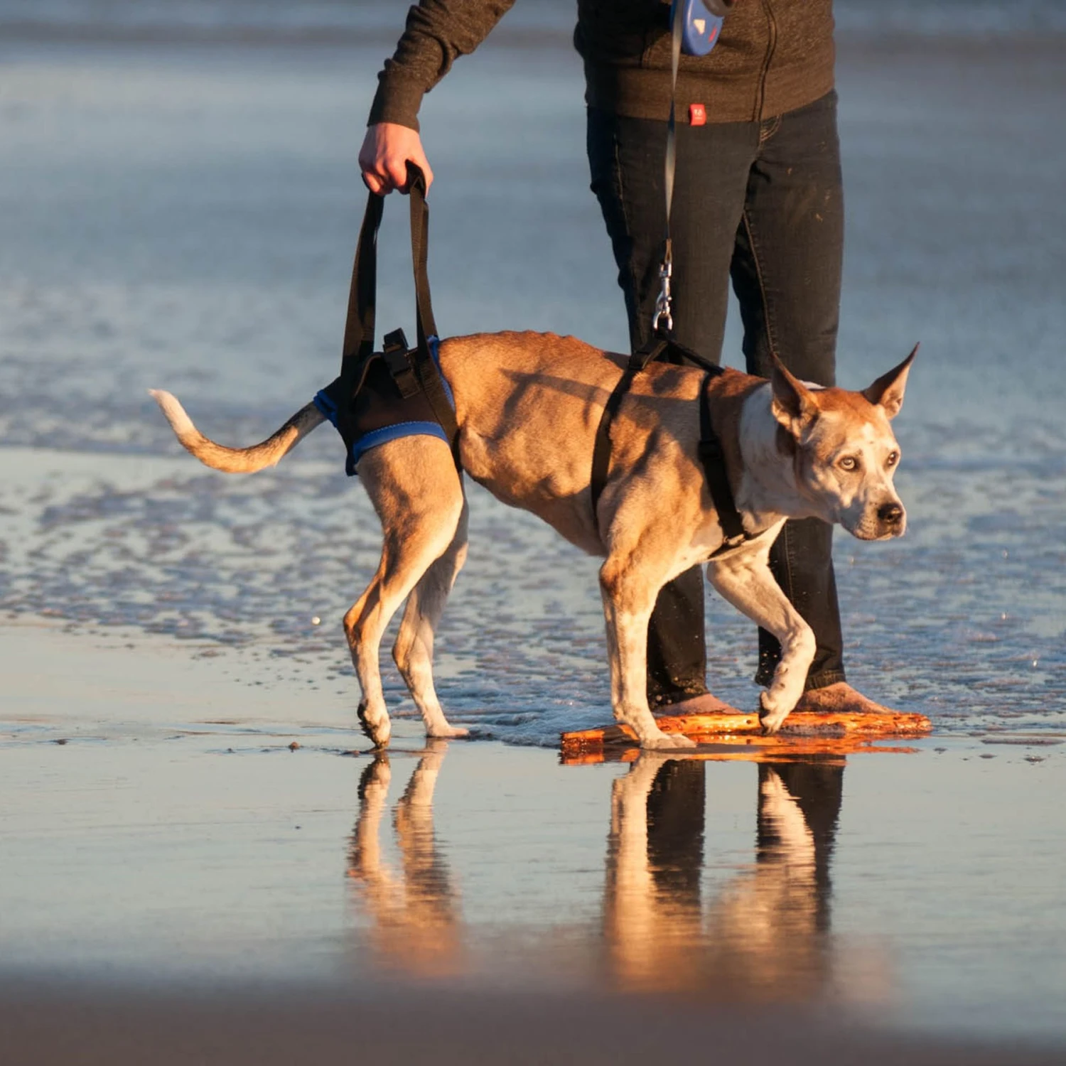 WALKABOUT Original Back End Harness, Black 4 WALKABOUT Original Back End Harness, Black - Image 4