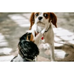 Sweet Paws Wearable Puppy Teether Stack Party Of 4 -PetSafe Kong Shop 325664 PT7. AC SS1800 V1635194567