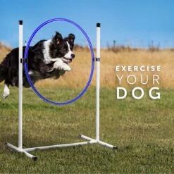 Better Sporting Dogs 7 Piece Deluxe Dog Agility Equipment Set -PetSafe Kong Shop 327723 PT6. AC SS1800 V1630707117