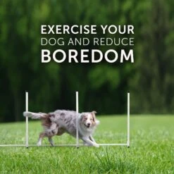 Better Sporting Dogs 7 Piece Deluxe Dog Agility Equipment Set -PetSafe Kong Shop 327723 PT8. AC SS1800 V1630708895