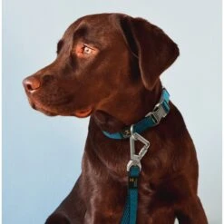 Pet Life Escapade Outdoor Series 2-in-1 Convertible Dog Leash & Collar -PetSafe Kong Shop 328251 PT3. AC SS1800 V1631308344