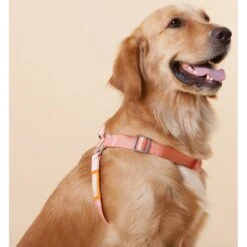 Touchdog Macaron 2-in-1 Durable Nylon Dog Harness & Leash -PetSafe Kong Shop 328343 PT3. AC SS1800 V1631310424