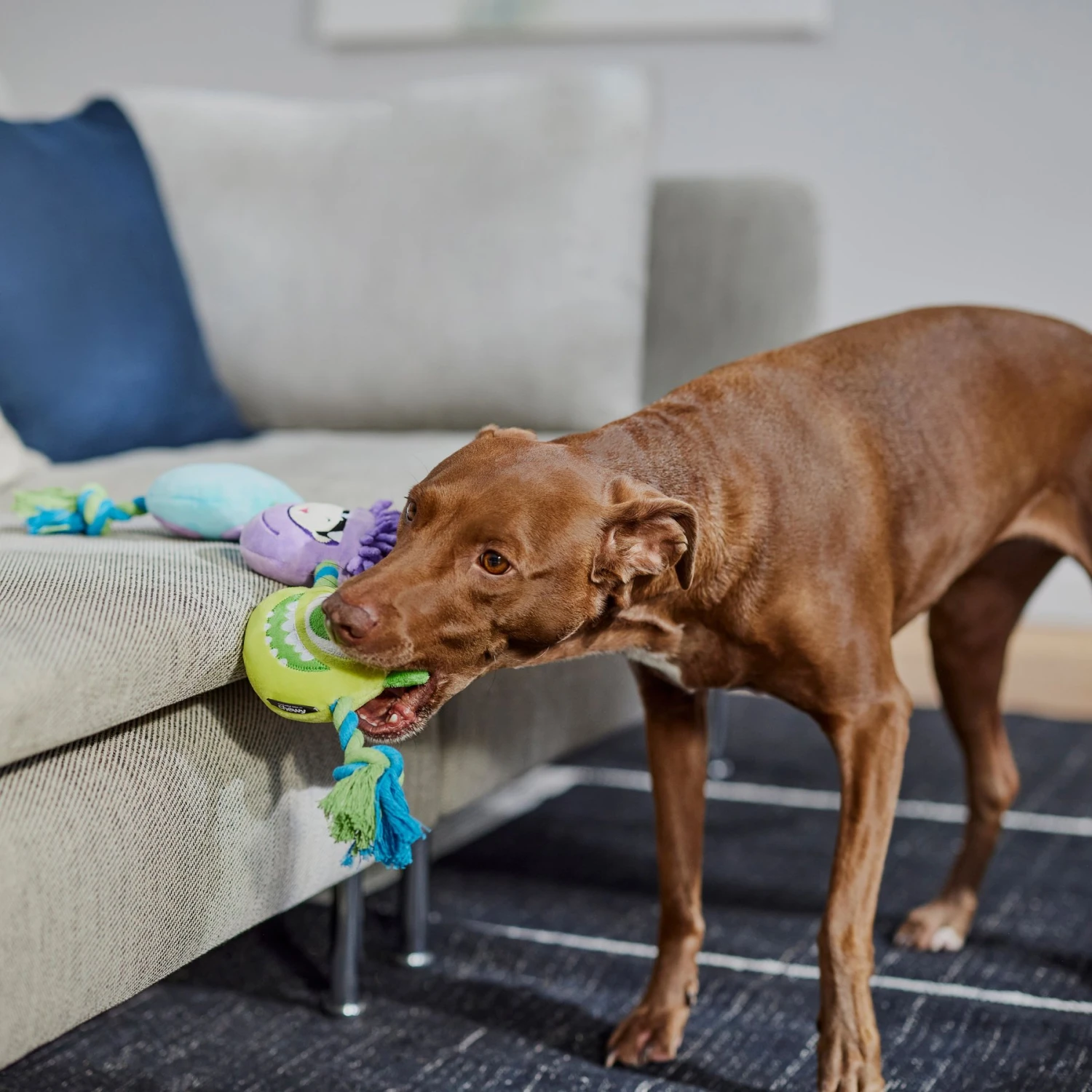 Pixar Monsters, Inc. Plush With Rope Squeaky Dog Toy 3 Pixar Monsters, Inc. Plush With Rope Squeaky Dog Toy - Image 3