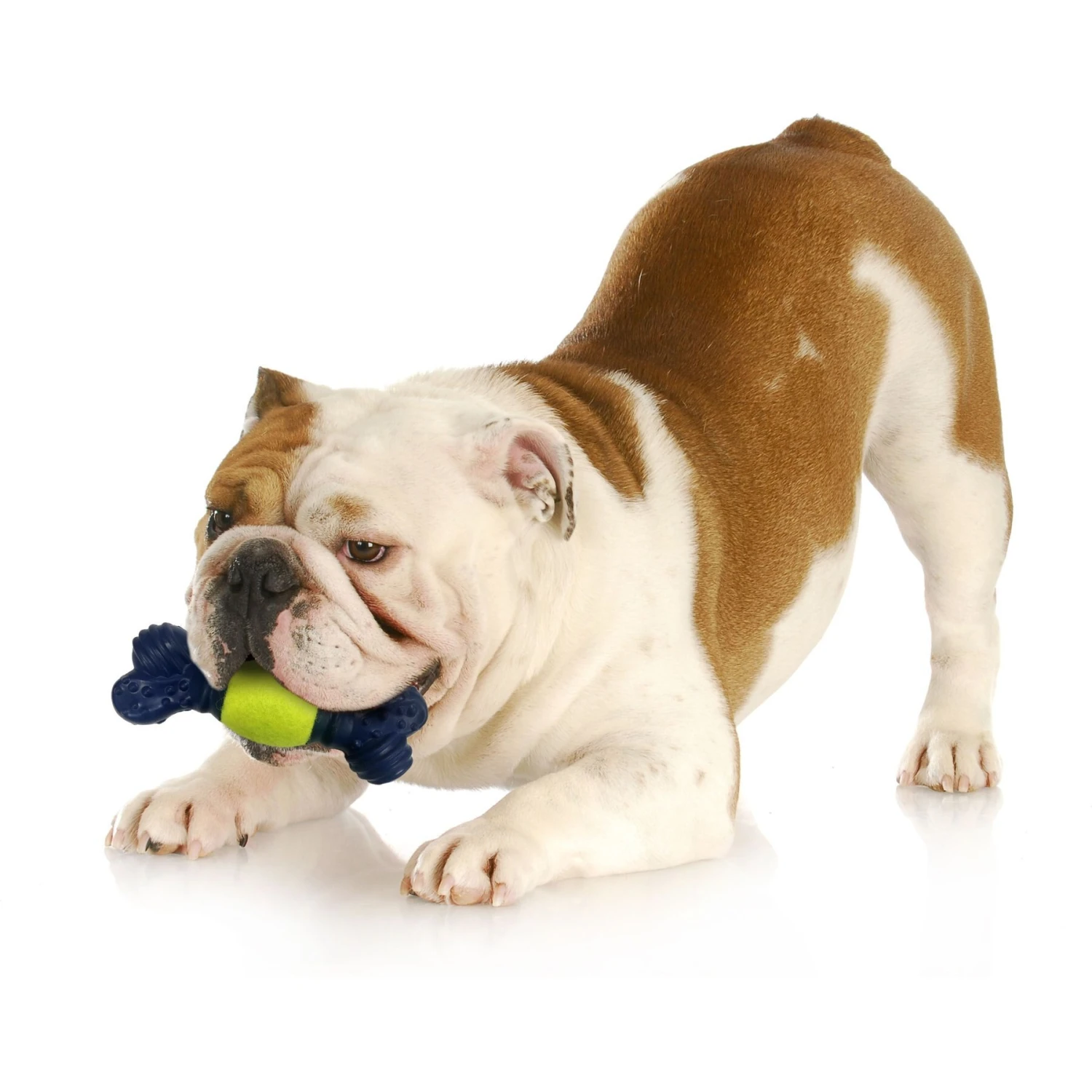 Nylabone Power Play Tennis Play 'n Fetch Interactive Dog Toy 7 Nylabone Power Play Tennis Play 'n Fetch Interactive Dog Toy - Image 7