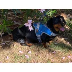 Doggy Tales Patented Realtree Hart Dog Harness 12 Doggy Tales Patented Realtree Hart Dog Harness -PetSafe Kong Shop 329819 PT5. AC SS1800 V1633394580