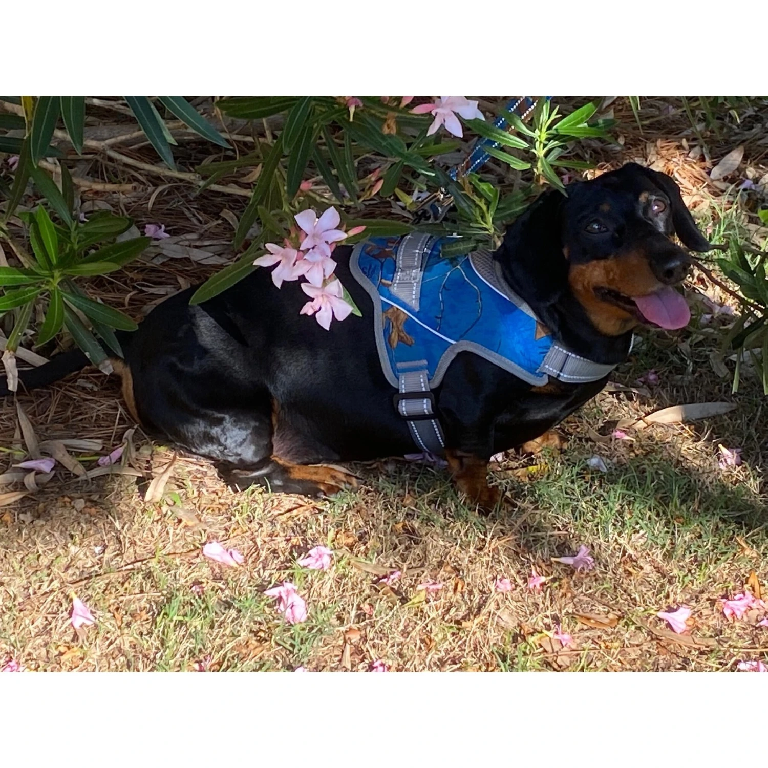 Doggy Tales Patented Realtree Hart Dog Harness 5 Doggy Tales Patented Realtree Hart Dog Harness - Image 5