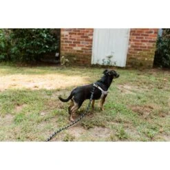 Doggy Tales Braided Rope Dog Leash, 5-ft Long 10 Doggy Tales Braided Rope Dog Leash, 5-ft Long -PetSafe Kong Shop 329836 PT4. AC SS1800 V1633395682
