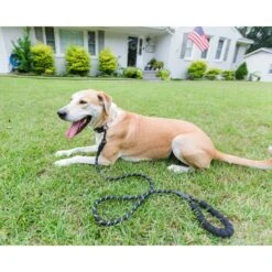Doggy Tales Braided Rope Dog Leash, 5-ft Long 12 Doggy Tales Braided Rope Dog Leash, 5-ft Long -PetSafe Kong Shop 329836 PT6. AC SS1800 V1633396691