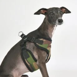 Puppia Soft C Dog Harness -PetSafe Kong Shop 329958 PT3. AC SS1800 V1632816672