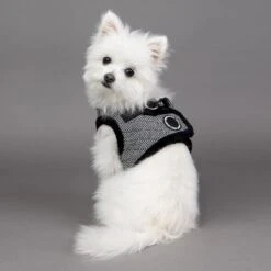 Puppia Gaspar B Dog Harness 8 Puppia Gaspar B Dog Harness -PetSafe Kong Shop 330198 PT3. AC SS1800 V1632818200