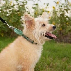 Frisco Outdoor Running Martingale Dog Collar -PetSafe Kong Shop 331413 PT3. AC SS1800 V1662644747