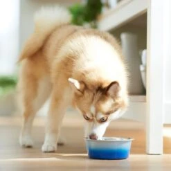 Frisco Ombre Design Stainless Steel Dog & Cat Bowl 9 Frisco Ombre Design Stainless Steel Dog & Cat Bowl -PetSafe Kong Shop 331516 PT2. AC SS1800 V1657656874