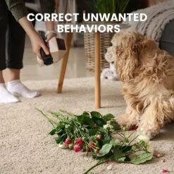 DogCare ED11 Ultrasonic Dog Bark Deterrent, Small -PetSafe Kong Shop 336438 PT4. AC SS1800 V1637027195