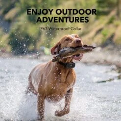 DogCare TC-System-11 Two Receiver Dog Training System, Small 11 DogCare TC-System-11 Two Receiver Dog Training System, Small -PetSafe Kong Shop 336452 PT4. AC SS1800 V1637001992