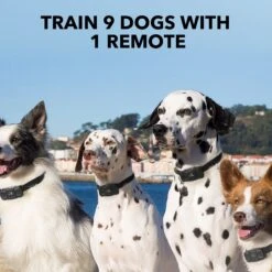 DogCare TC-System-11 Two Receiver Dog Training System, Small 13 DogCare TC-System-11 Two Receiver Dog Training System, Small -PetSafe Kong Shop 336452 PT6. AC SS1800 V1637002015