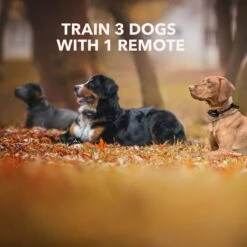 DogCare TC-System-15 Dog Training System, Small -PetSafe Kong Shop 336458 PT7. AC SS1800 V1636995150