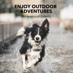 DogCare TC-System-18 Dog Training System, Small -PetSafe Kong Shop 336463 PT4. AC SS1800 V1637172439