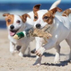 RUFFIN' IT Woodlands Mallard Plush Dog Toy -PetSafe Kong Shop 336802 PT3. AC SS1800 V1649914883