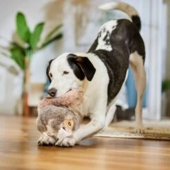 RUFFIN' IT Woodlands Squirrel Plush Dog Toy -PetSafe Kong Shop 336806 PT5. AC SS1800 V1682711051