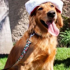 Buckle-Down Holly & Mistletoe Dog Leash -PetSafe Kong Shop 339197 PT2. AC SS1800 V1657656999