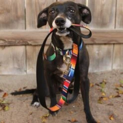 Buckle-Down Zarape Dog Leash 7 Buckle-Down Zarape Dog Leash -PetSafe Kong Shop 339747 PT2. AC SS1800 V1657657028