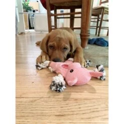 Territory 2-in-1 Farm Friends Dog Toys, 3 Count 9 Territory 2-in-1 Farm Friends Dog Toys, 3 Count -PetSafe Kong Shop 341844 PT5. AC SS1800 V1634831853