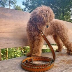 Scotch & Co The Ellie Handcrafted Dog Leash 14 Scotch & Co The Ellie Handcrafted Dog Leash -PetSafe Kong Shop 341916 PT6. AC SS1800 V1641435120