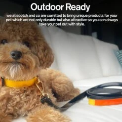 Scotch & Co The Butterscotch Handcrafted Dog Leash 12 Scotch & Co The Butterscotch Handcrafted Dog Leash -PetSafe Kong Shop 341922 PT4. AC SS1800 V1641424604