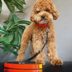 Scotch & Co The Butterscotch Handcrafted Dog Leash 14 Scotch & Co The Butterscotch Handcrafted Dog Leash -PetSafe Kong Shop 341922 PT6. AC SS1800 V1641441084