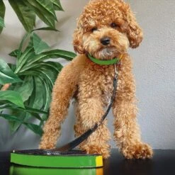 Scotch & Co The Milo Handcrafted Dog Leash -PetSafe Kong Shop 341924 PT6. AC SS1800 V1641438767