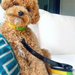 Scotch & Co The Milo Handcrafted Dog Leash -PetSafe Kong Shop 341924 PT7. AC SS1800 V1641435725