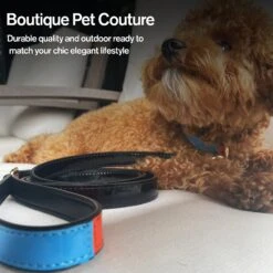 Scotch & Co The Daisy Handcrafted Dog Leash 13 Scotch & Co The Daisy Handcrafted Dog Leash -PetSafe Kong Shop 341926 PT5. AC SS1800 V1641439941