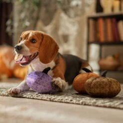 Frisco Halloween Bougie Pumpkins Plush Squeaky Dog Toy -PetSafe Kong Shop 344016 PT3. AC SS1800 V1689878547