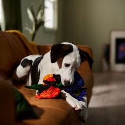 Frisco Halloween Bouquet Plush Squeaky Dog Toy -PetSafe Kong Shop 344018 PT3. AC SS1800 V1657657031