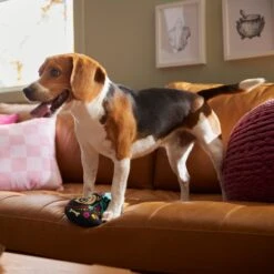 Pixar Halloween Coco Round Plush Squeaky Dog Toy -PetSafe Kong Shop 344489 PT3. AC SS1800 V1657657087