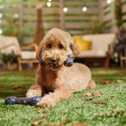 Pixar Coco TPR Bone Squeaky Dog Toy 6 Pixar Coco TPR Bone Squeaky Dog Toy -PetSafe Kong Shop 344491 PT3. AC SS1800 V1657657087