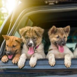 Pet Adobe Folding Car Dog Ramp -PetSafe Kong Shop 345114 PT5. AC SS1800 V1637281901