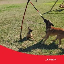 Tether Tug Big Dog Toy -PetSafe Kong Shop 345338 PT5. AC SS1800 V1642005088