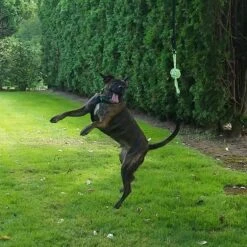 Tumbo Tugger Dog Toy, Green, Large -PetSafe Kong Shop 345369 PT4. AC SS1800 V1635974810