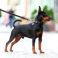 WAUDOG Waterproof Dog Leash -PetSafe Kong Shop 346337 PT4. AC SS1800 V1675180962