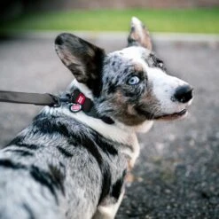 WAUDOG Waterproof Dog Leash -PetSafe Kong Shop 346337 PT5. AC SS1800 V1675179374