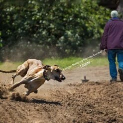 PATPET P910 Military Professional 3000-ft Remote Vibrating Dog Training Collar, Black -PetSafe Kong Shop 346424 PT2. AC SS1800 V1637608377