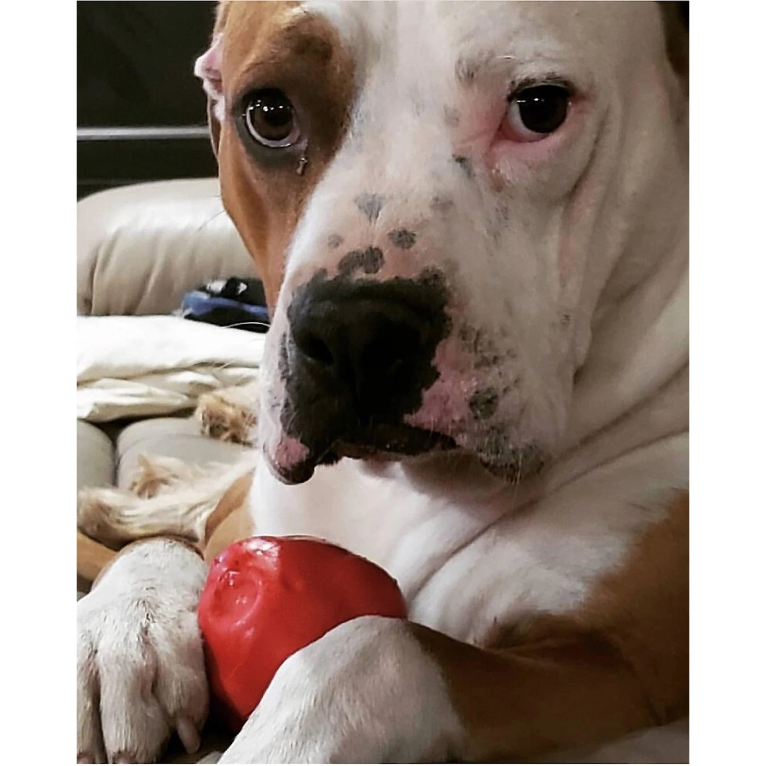 SodaPup Asteroid Rubber Chew Ball & Retrieving Dog Toy 2 SodaPup Asteroid Rubber Chew Ball & Retrieving Dog Toy - Image 2