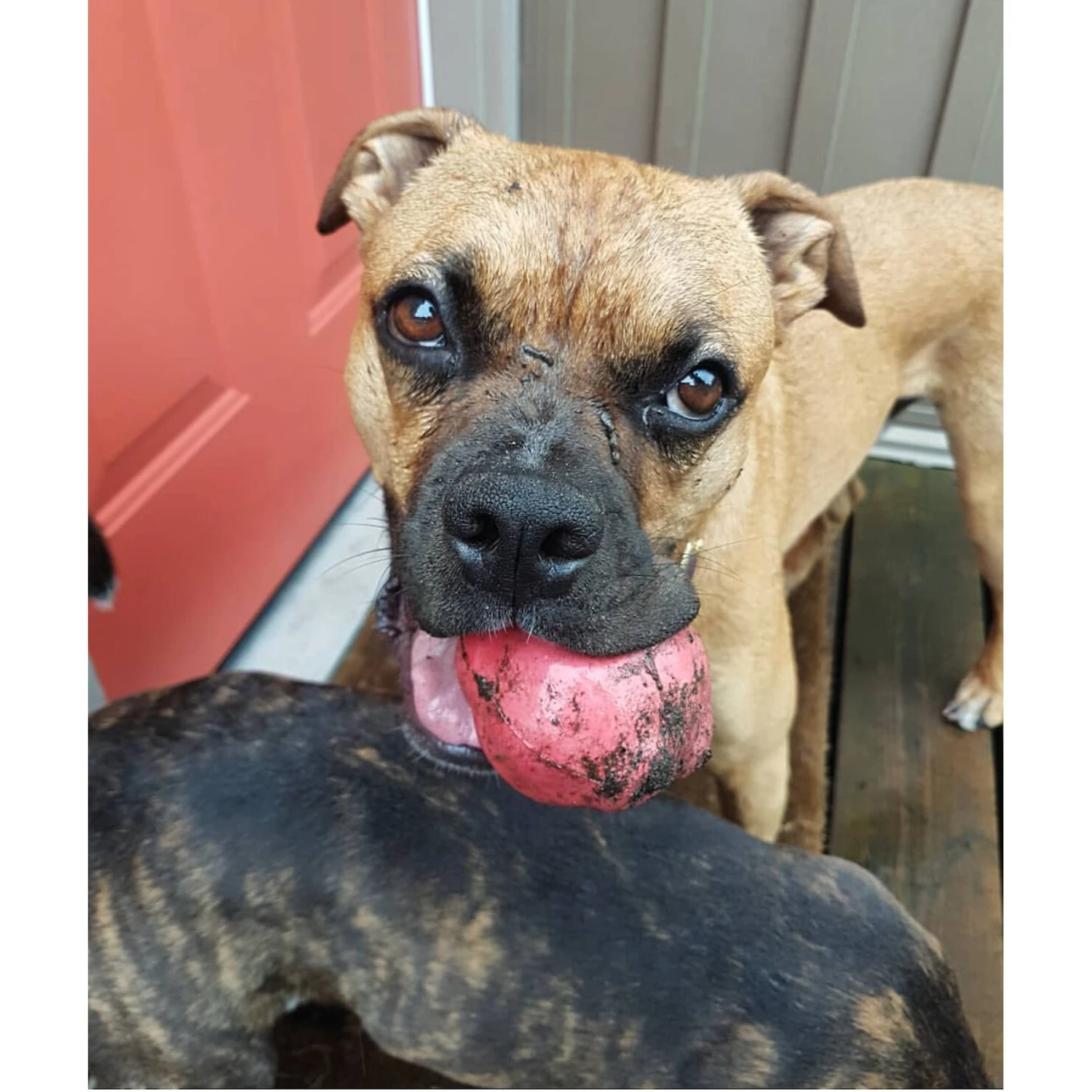 SodaPup Asteroid Rubber Chew Ball & Retrieving Dog Toy 7 SodaPup Asteroid Rubber Chew Ball & Retrieving Dog Toy - Image 7