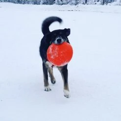 SodaPup Bottle Top Rubber Flying Disk Dog Toy -PetSafe Kong Shop 346939 PT3. AC SS1800 V1638400039
