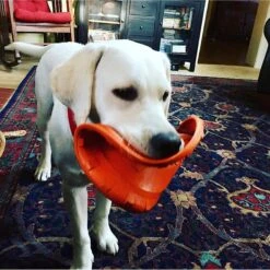 SodaPup Bottle Top Rubber Flying Disk Dog Toy -PetSafe Kong Shop 346939 PT5. AC SS1800 V1638401593