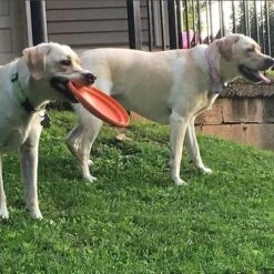 SodaPup Bottle Top Rubber Flying Disk Dog Toy -PetSafe Kong Shop 346939 PT7. AC SS1800 V1638404244