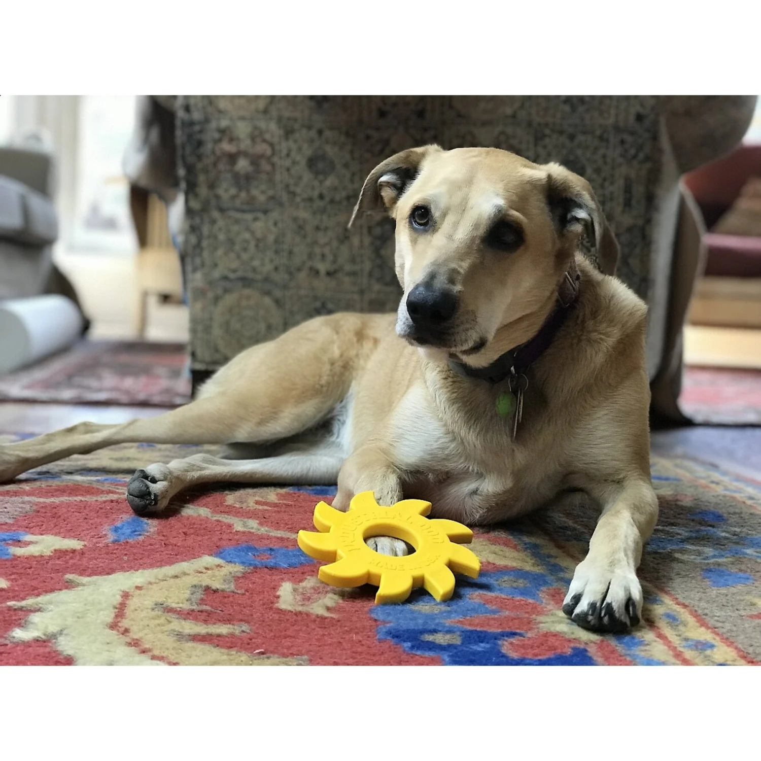 SodaPup Nylon Circular Saw Chew Dog Toy 4 SodaPup Nylon Circular Saw Chew Dog Toy - Image 4